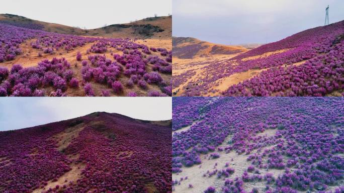 扎兰屯大架山杜鹃花航拍