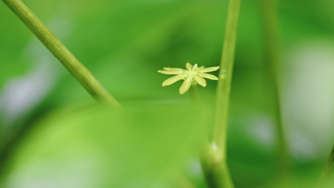 生命力春天春雷春雨春天绿植C0060