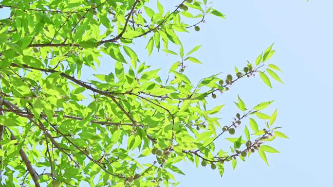 春天阳光下的桃树树叶发芽结果果实特写