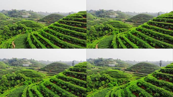 四川雅安大地指纹茶山茶园航拍