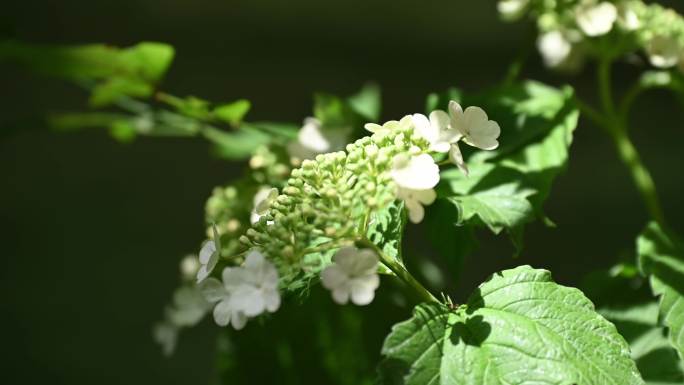 茶艺 茶室空镜 茶具 香 喝茶