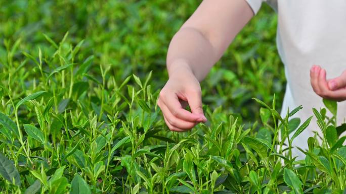 清晨茶园里采摘茶叶的特写镜头