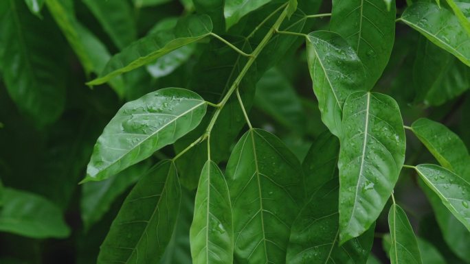 夏天春天树叶季节