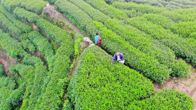 茶园里正在采茶的茶农