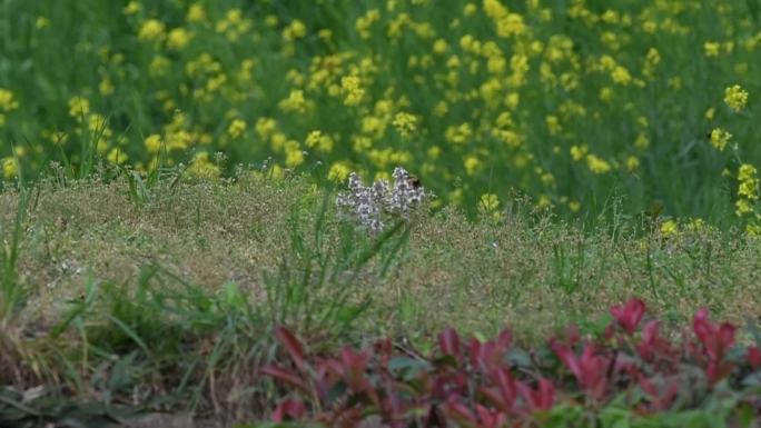 油菜花地里的白冠长尾雉（雌）