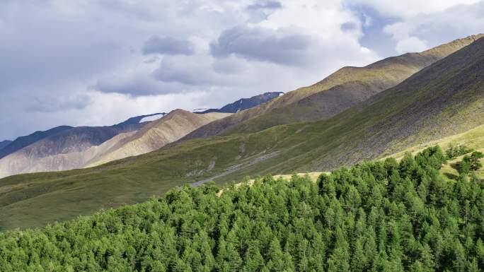 天山山脉自然保护区落叶松森林