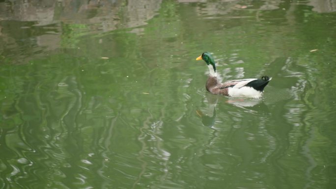 夏天绿色阳光明媚旅游鸭子