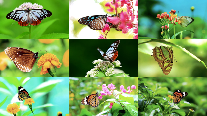 蝴蝶特写春天花朵大自然