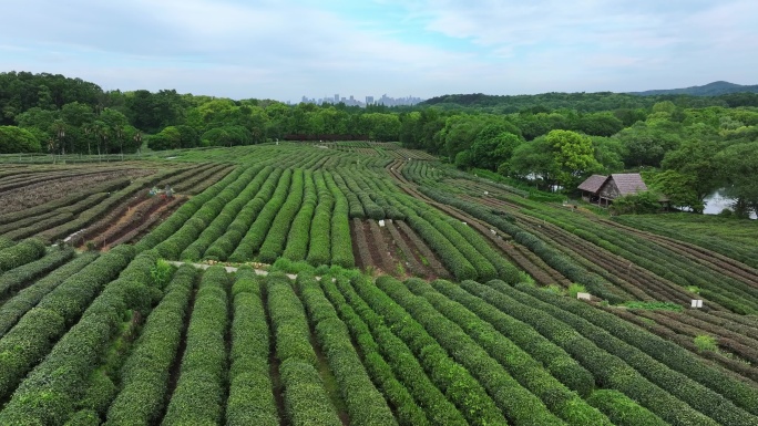 西湖茅家埠龙井茶叶茶园茶场茶田航拍