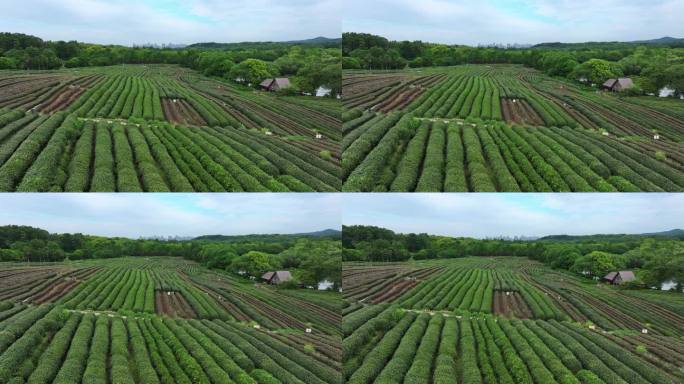 西湖茅家埠龙井茶叶茶园茶场茶田航拍