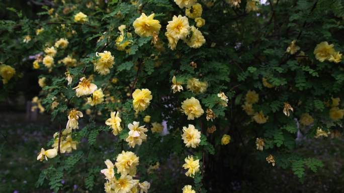 【园林系列】黄刺玫黄色的花