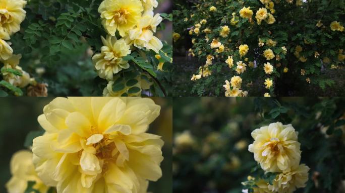 园林系列黄刺玫黄色的花