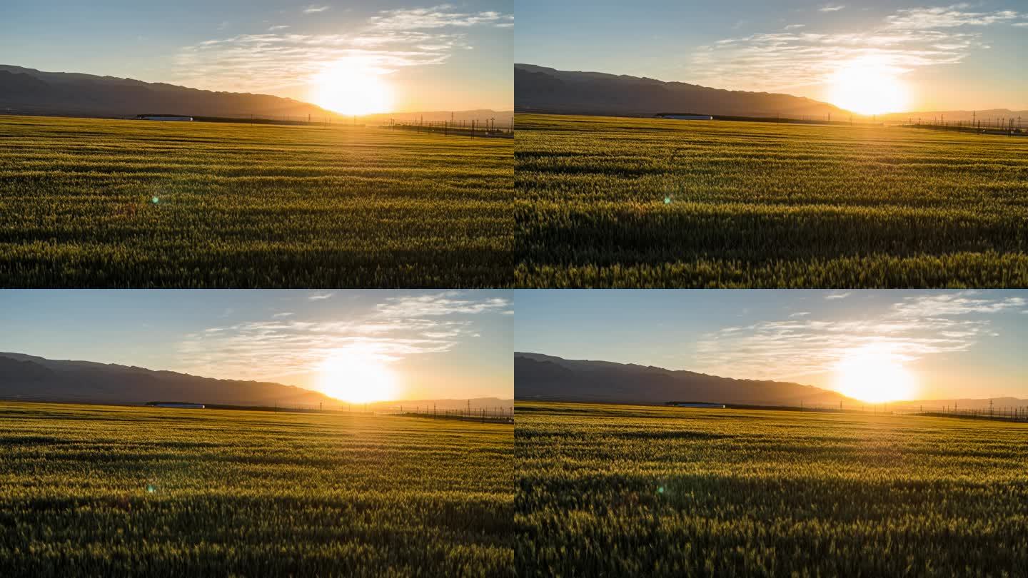 东天山北麓日落夕阳麦田风景风光