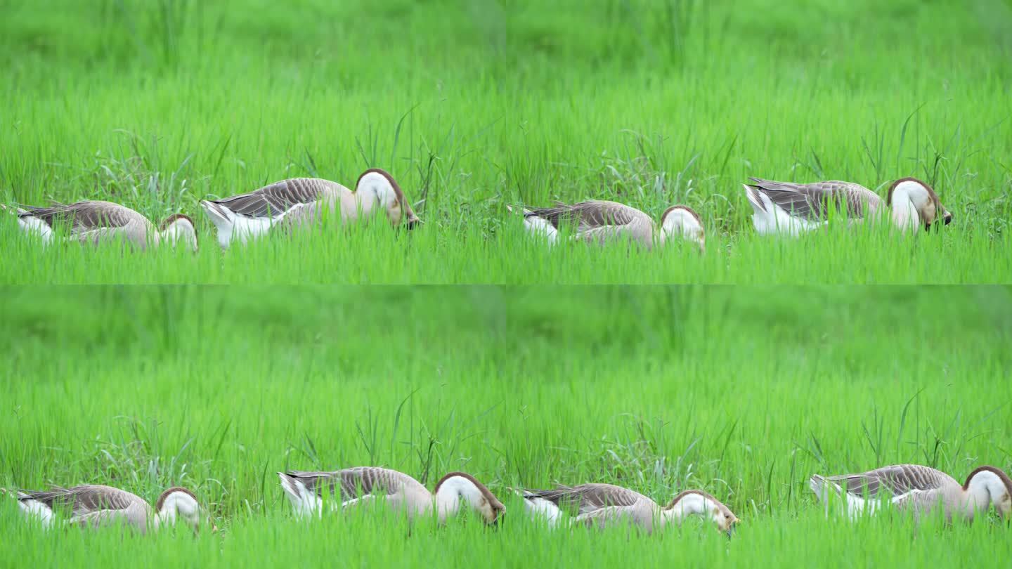 草地上的大鹅