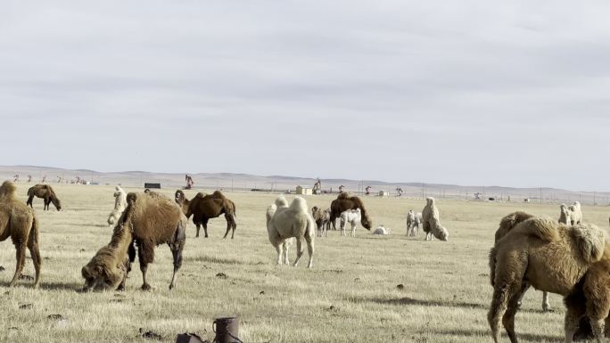 一群吃草的野骆驼