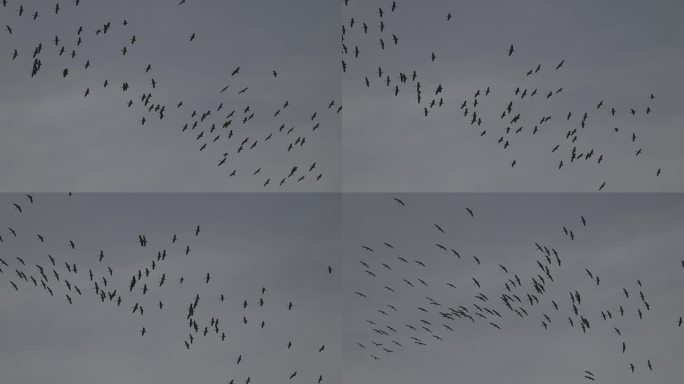 群鹤翱翔天空的升格画面