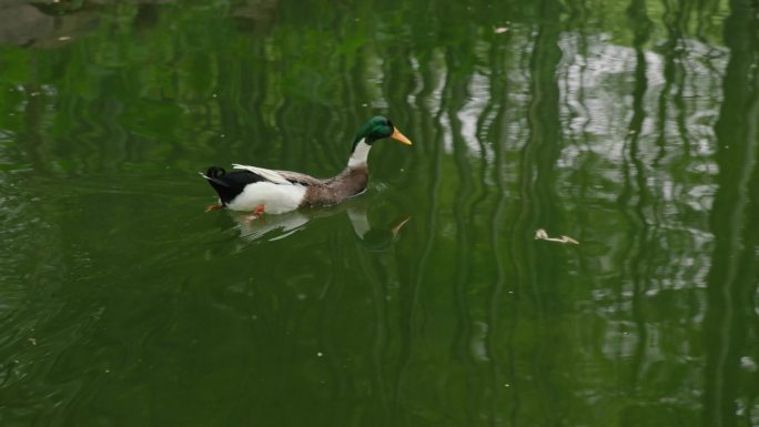 夏天绿色阳光明媚旅游鸭子