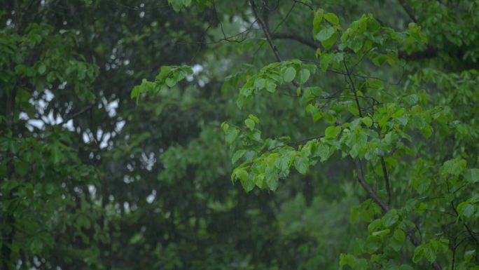 雷阵雨、下大雨、下暴雨