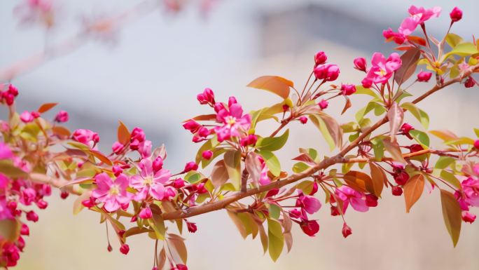 阳光  花朵  野花  春天 百花盛开