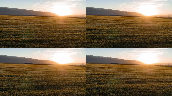 东天山北麓日落夕阳麦田风景风光