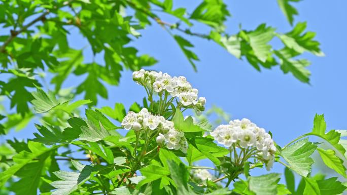 春天阳光下生长盛开白花的山楂树与蜜蜂采蜜