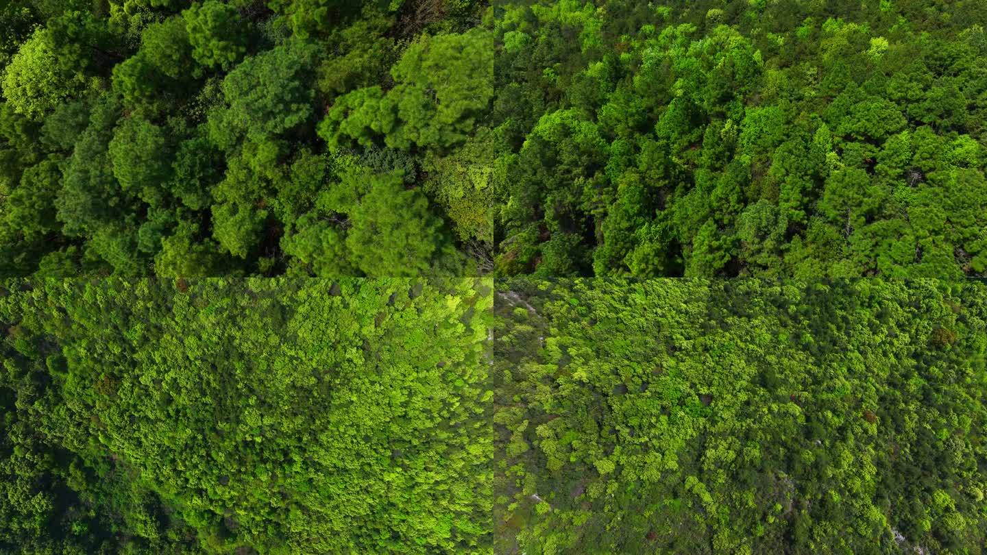 航拍森林植被春天树林4K