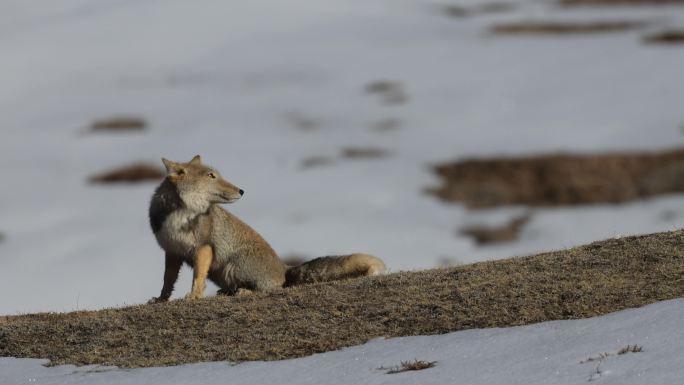 藏狐在雪地中警惕的往周围张望