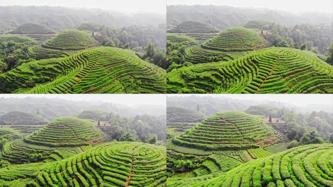 四川雅安大地指纹茶山茶园航拍