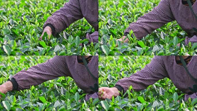 清晨茶园里采摘茶叶的特写镜头