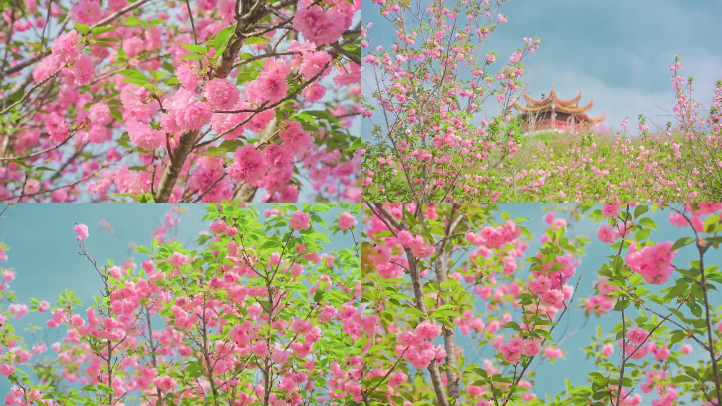 金堂宝塔山公园樱花