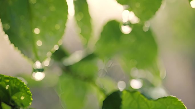 水滴 叶片 绿色 大自然 植物  阳光