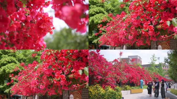 阳光下的三角梅盛开的花朵