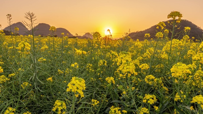 油菜花花海日落延时