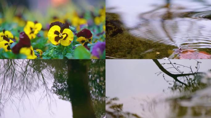 春天来了花朵盛开草木植被树林流水风景视频