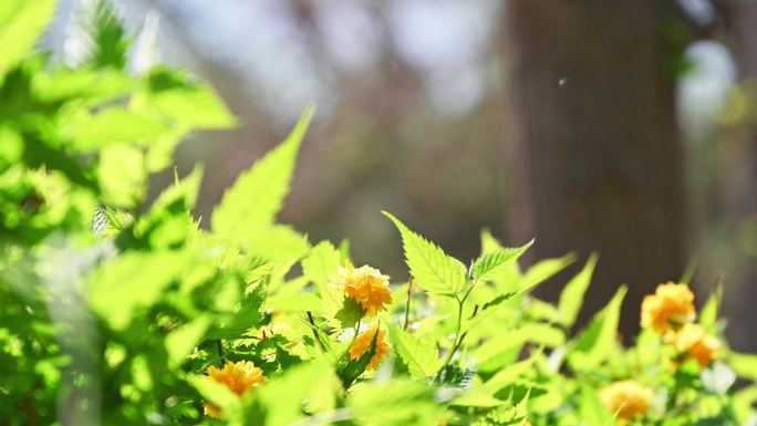 春天阳光下盛开的黄色重瓣棣棠花与绿叶