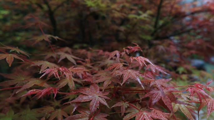 春天红色嫩叶枫叶红枫红叶特写