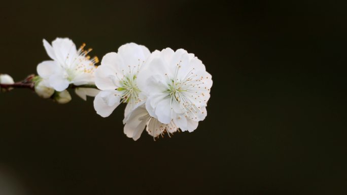 盛开的白花山碧桃4K视频素材