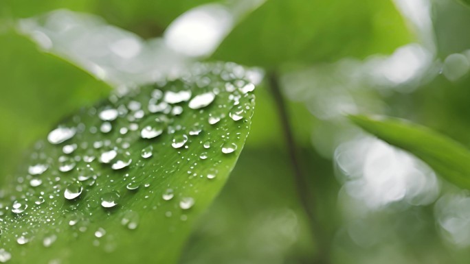 水滴 叶片 绿色 大自然 植物  阳光