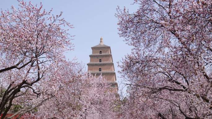 大雁塔下紫叶李花林