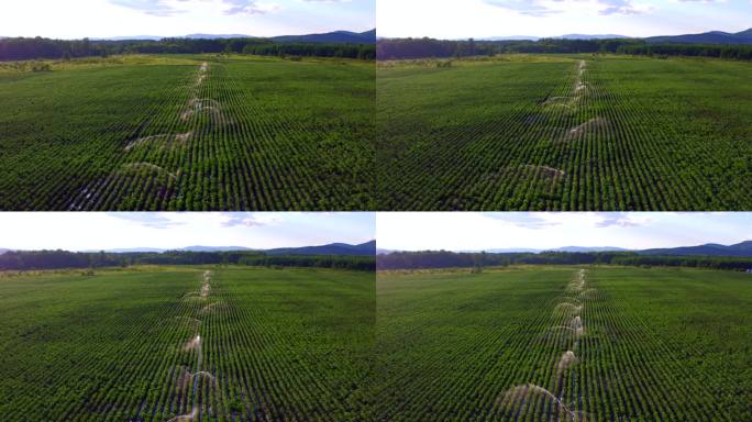 4K航拍浇灌马铃薯地17年7月24（1）