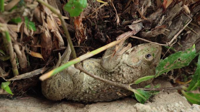 水塘边的牛蛙  入侵物种  冬眠中的牛蛙