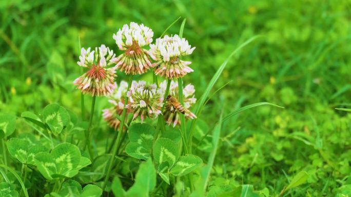 植物园公园户外植物小草青草花朵蜜蜂采蜜大