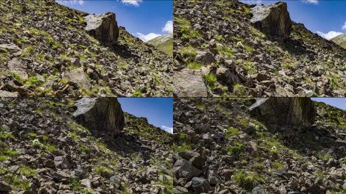 天山雪莲群落天山冰川保护区