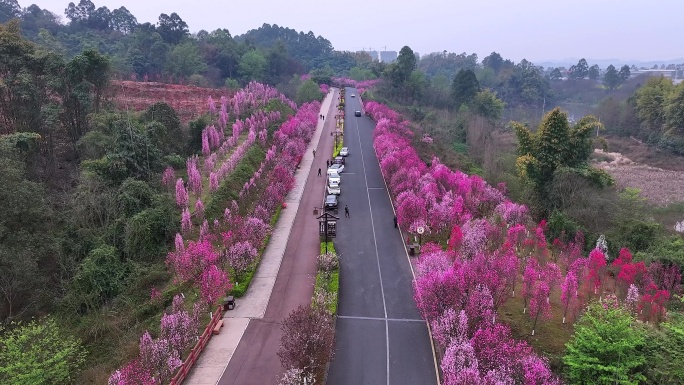 乐山绿心路十里桃花