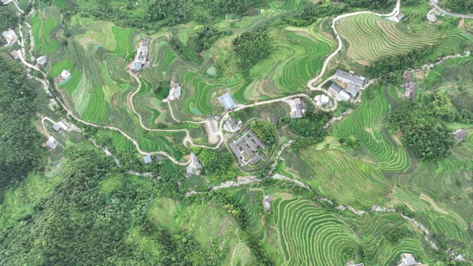 俯视俯视航拍梯田茶山云雾缭绕风景高清素材