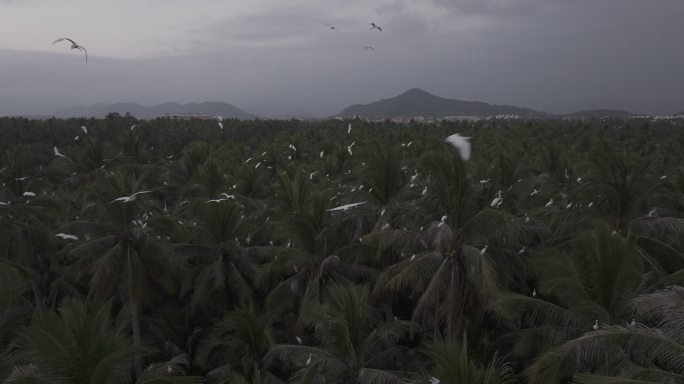 4K-Log-航拍热带丛林，白鹭归巢