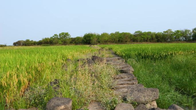 湿地里的水稻田
