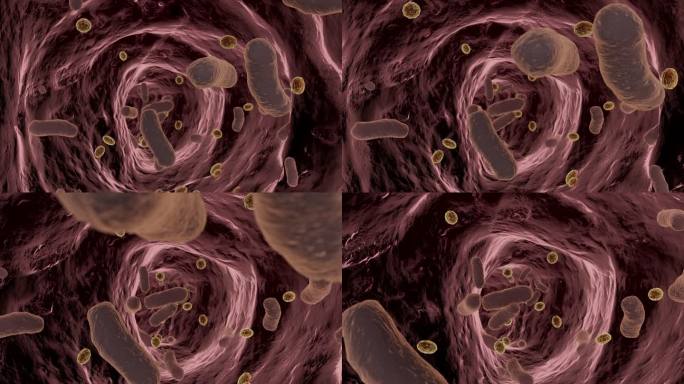肠道益生菌视频素材