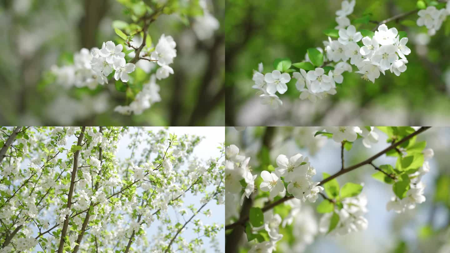 春日樱花的特写和慢速拍摄