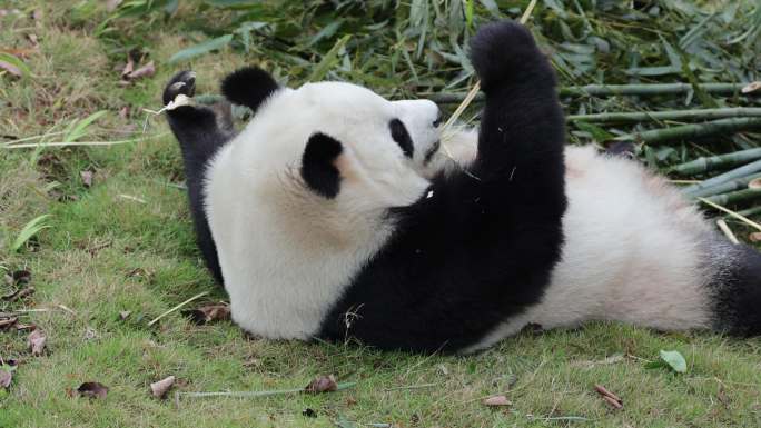 四川成都大熊猫繁育基地的熊猫玩耍进食